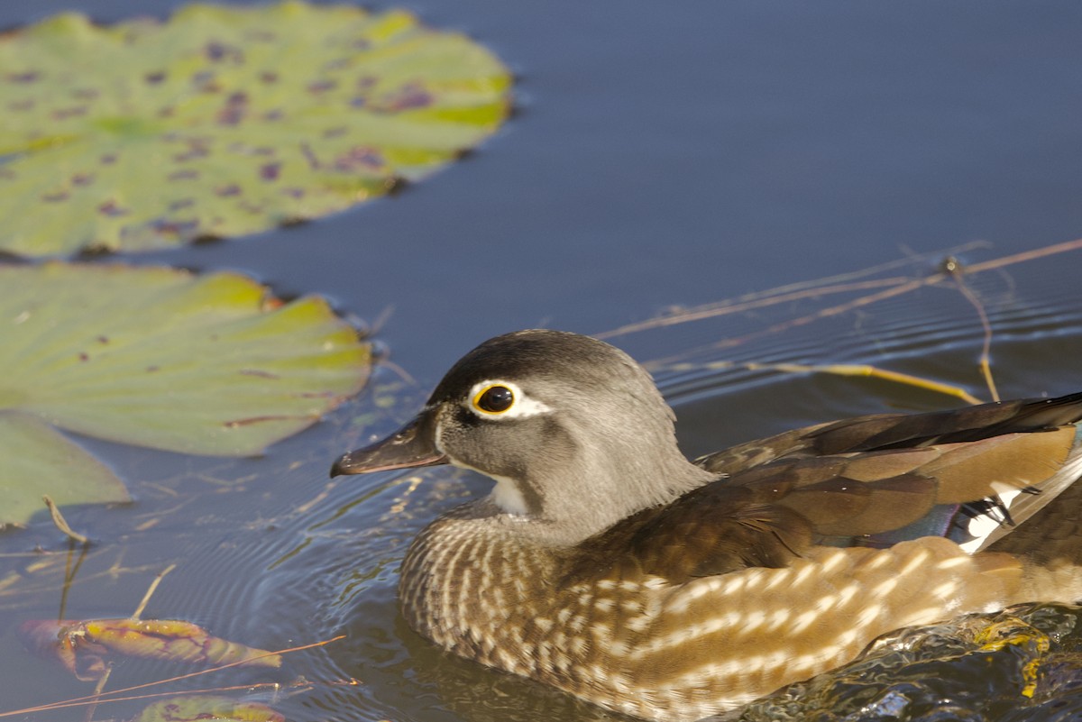 Canard branchu - ML646760911