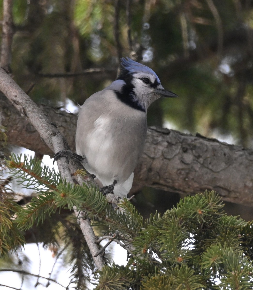 Blue Jay - ML646760912