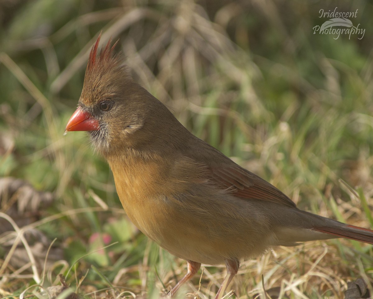 Northern Cardinal - ML646760920