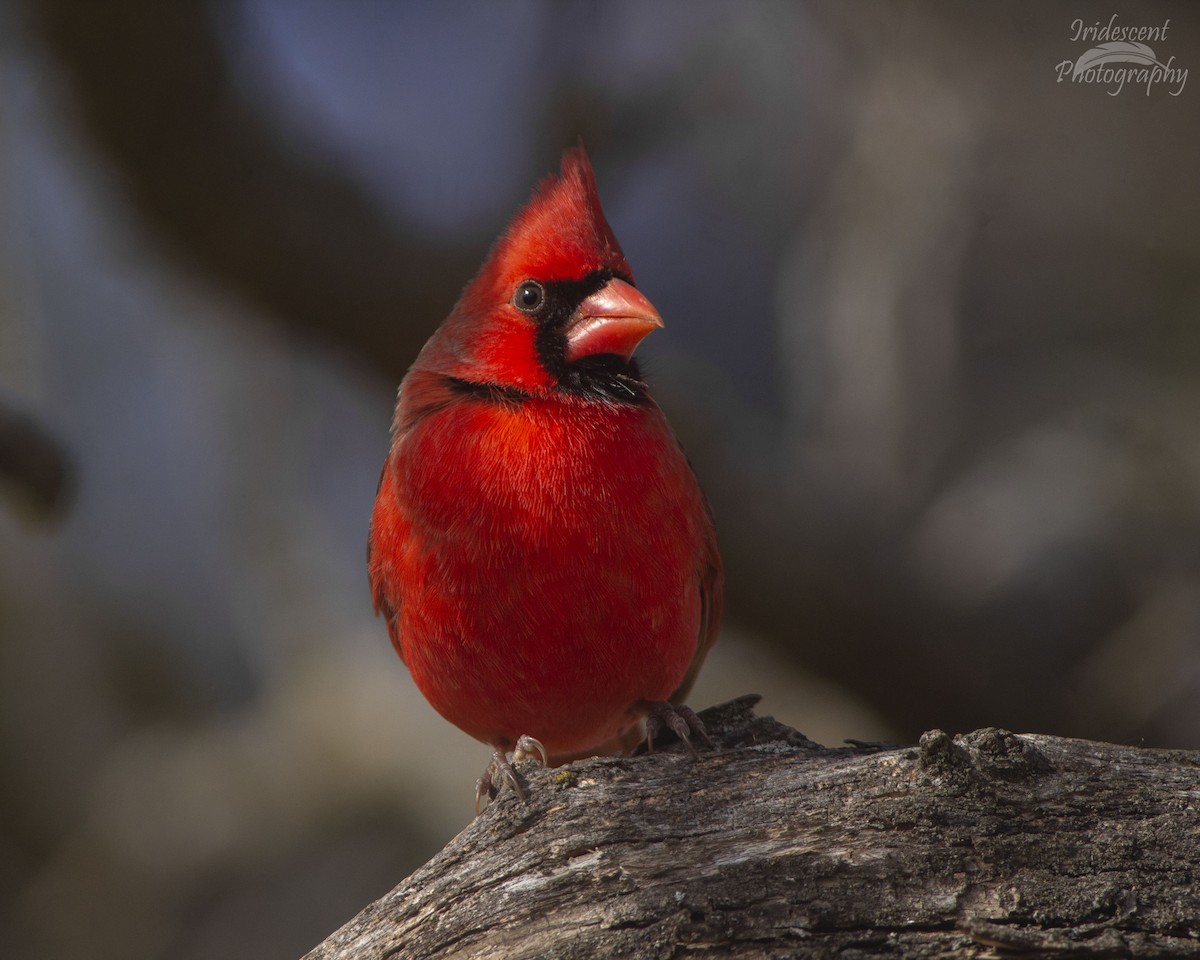Northern Cardinal - ML646760921