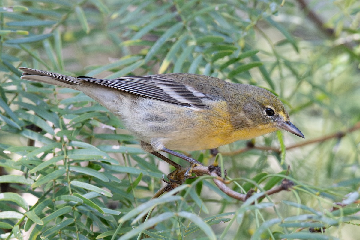 סבכון אורנים - ML646760922