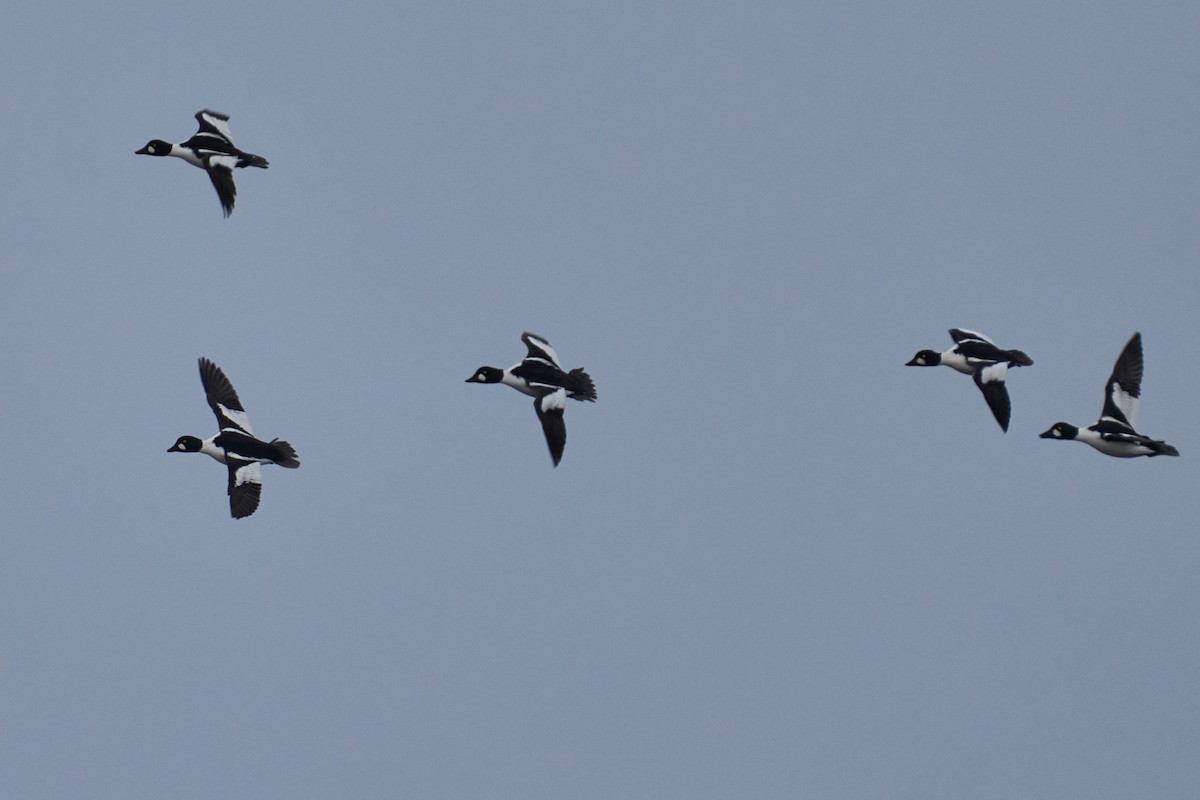 Garrot à oeil d'or - ML646760923