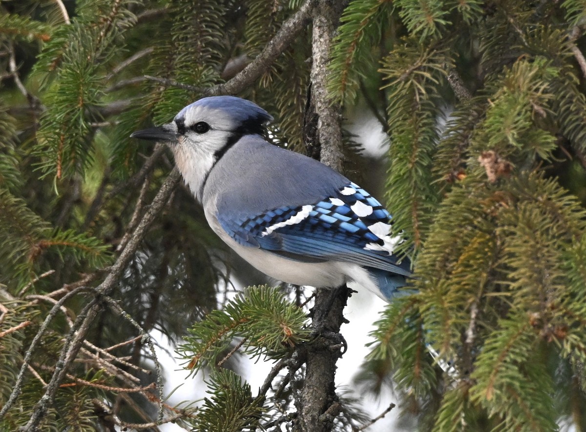 Blue Jay - ML646760926