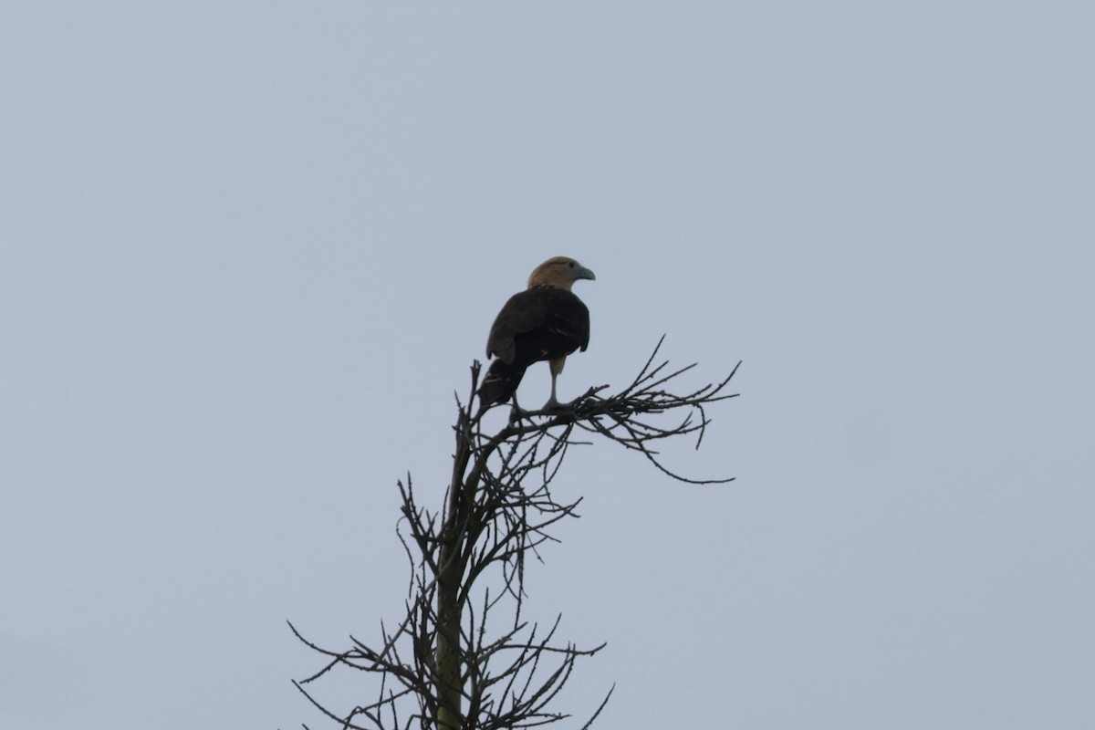 Sarı Başlı Karakara - ML646760928