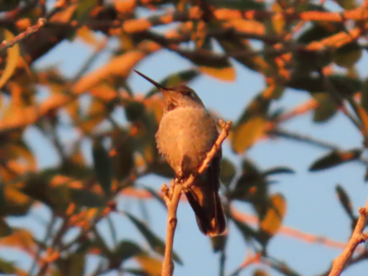 Anna's Hummingbird - ML646760929