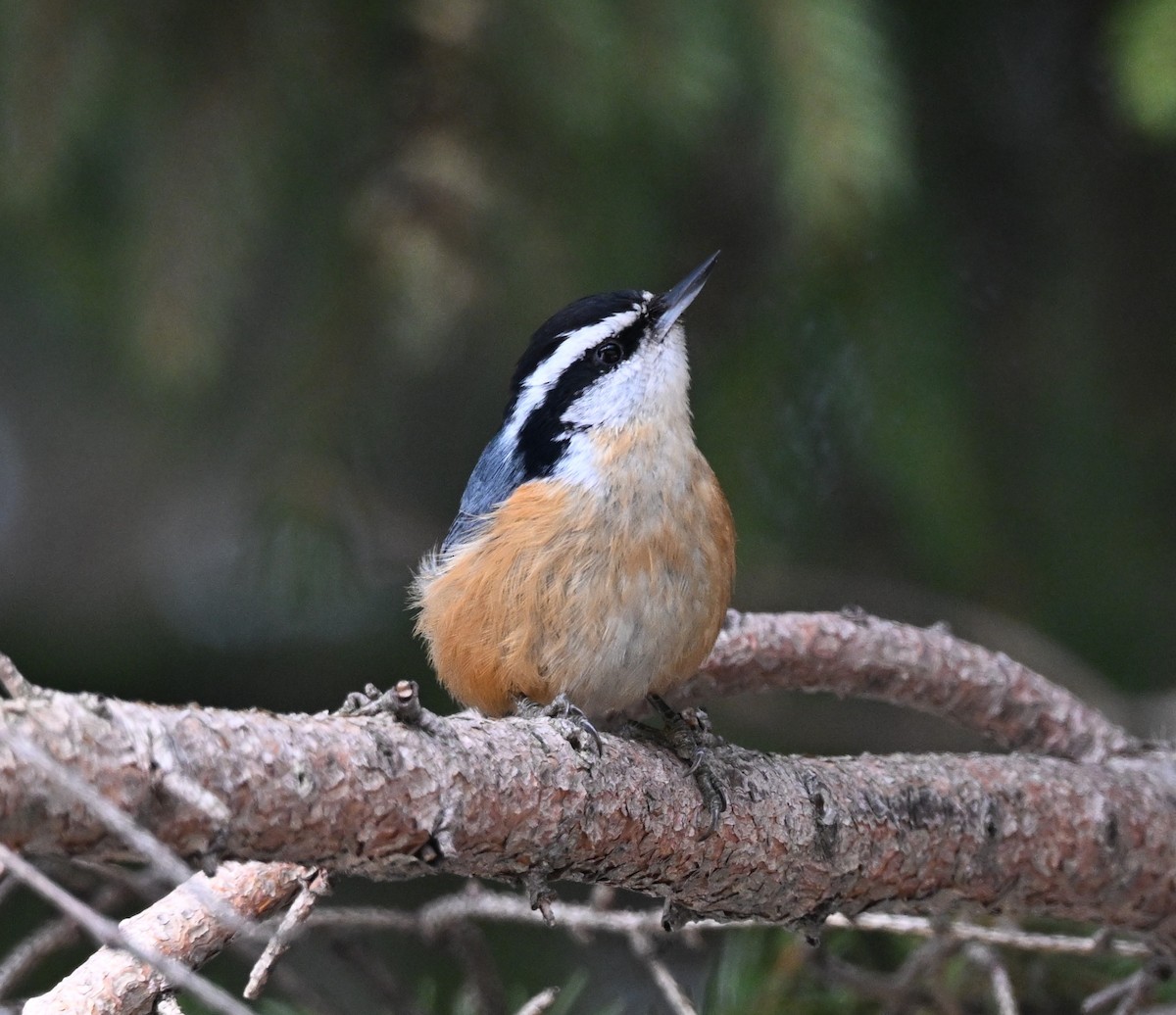 ムネアカゴジュウカラ - ML646760930