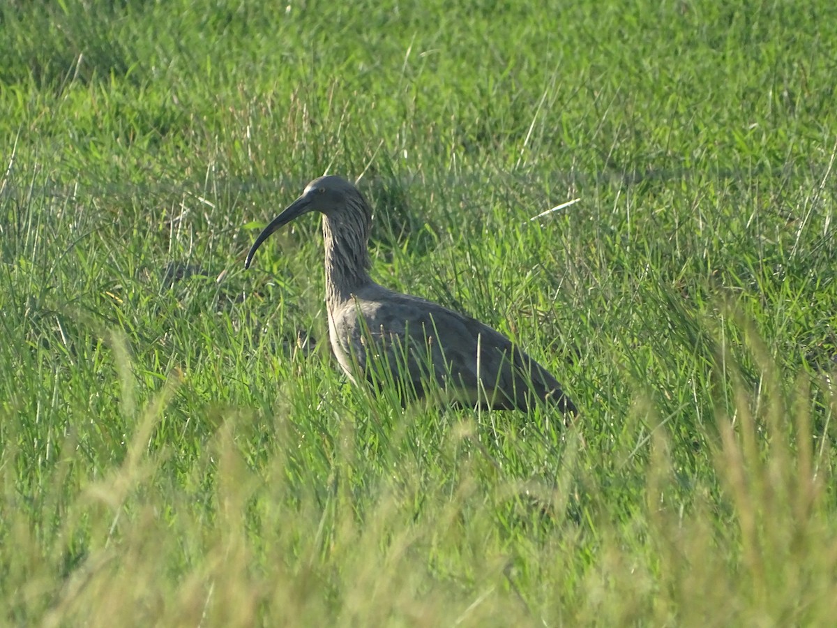 Plumbeous Ibis - ML646760931