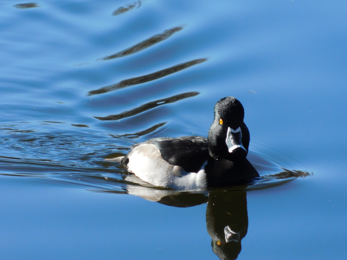 Ring-necked Duck - ML646760932