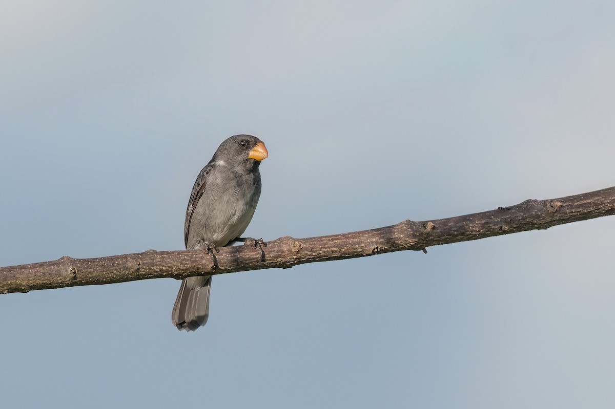 Gray Seedeater - ML646760933