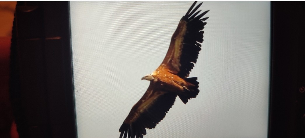 Eurasian Griffon - ML646760935