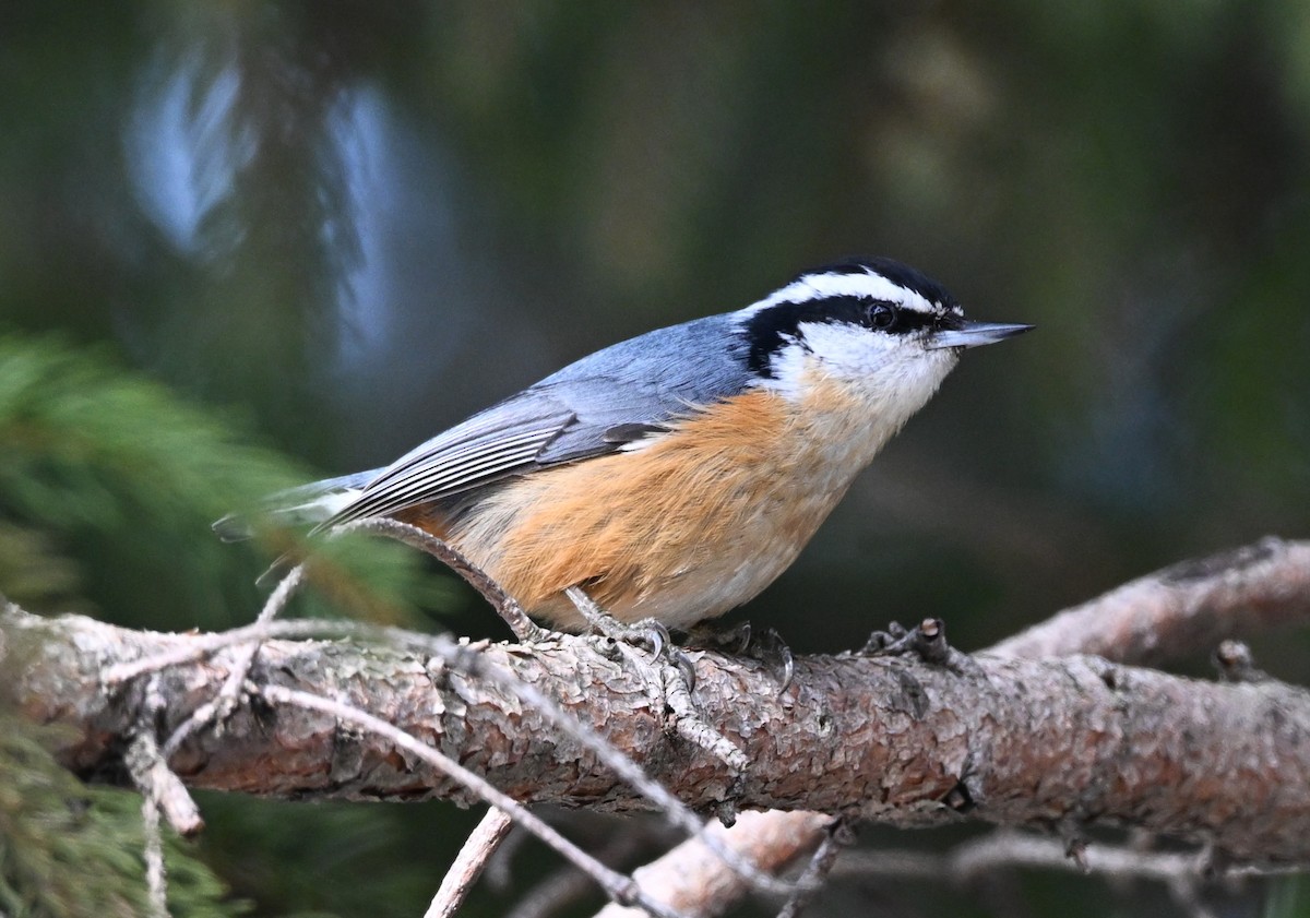 ムネアカゴジュウカラ - ML646760936