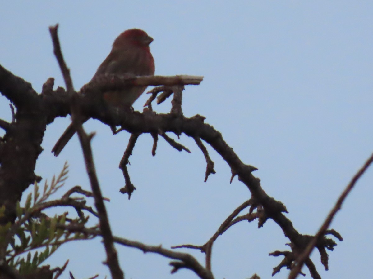 House Finch - ML646760937