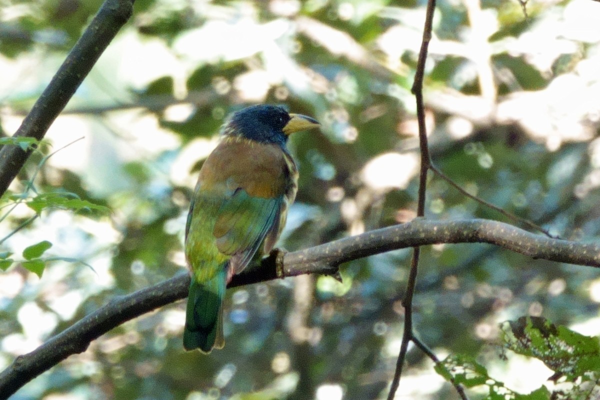 Great Barbet - ML646760939