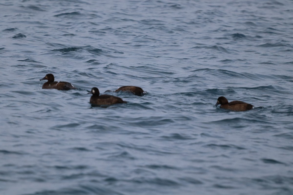 Fuligule milouinan - ML646760941