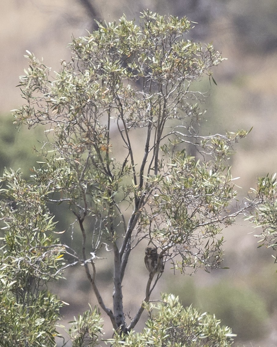 Austral Pygmy-Owl - ML646760942