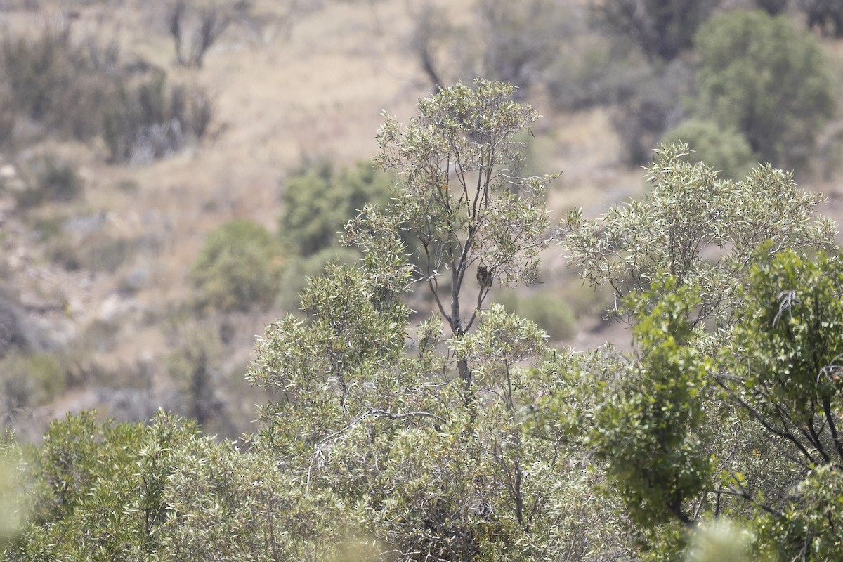 Austral Pygmy-Owl - ML646760943