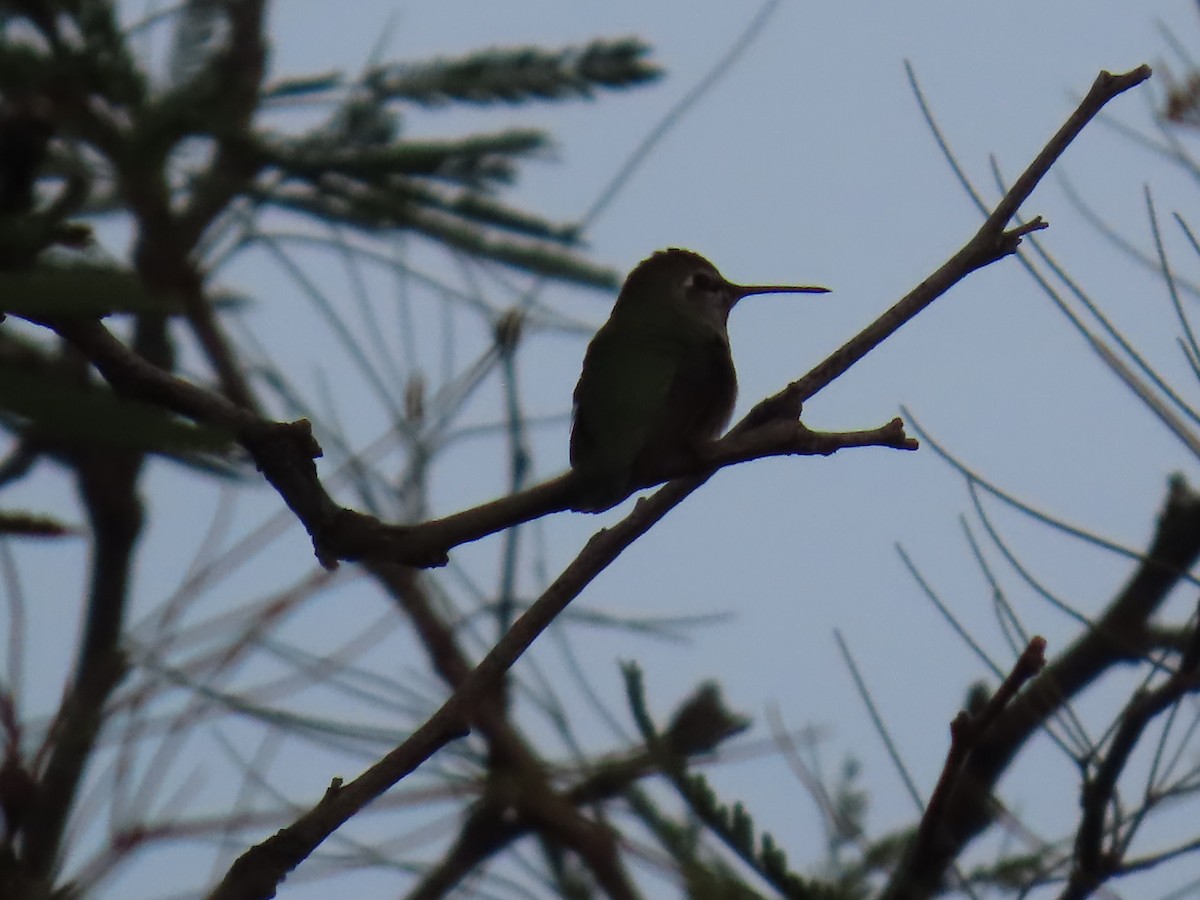 Anna's Hummingbird - ML646760944