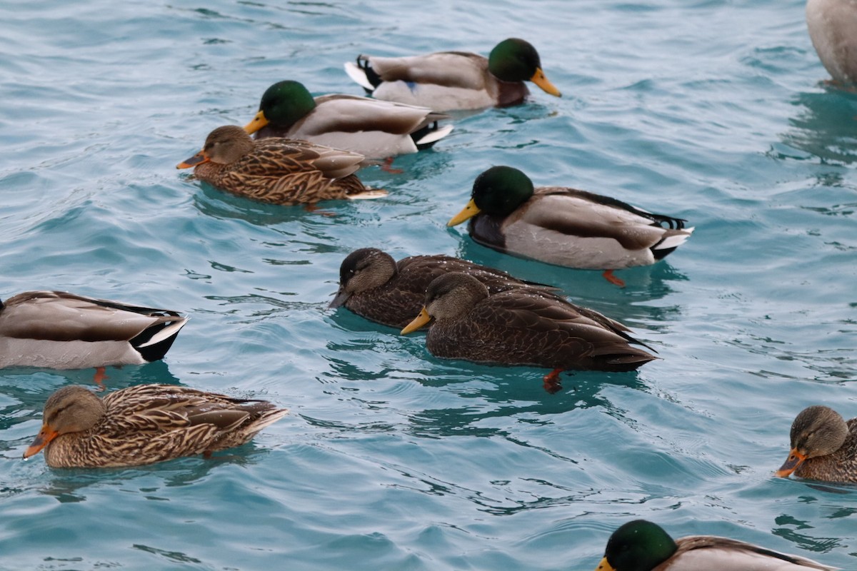 rødfotand - ML646760945