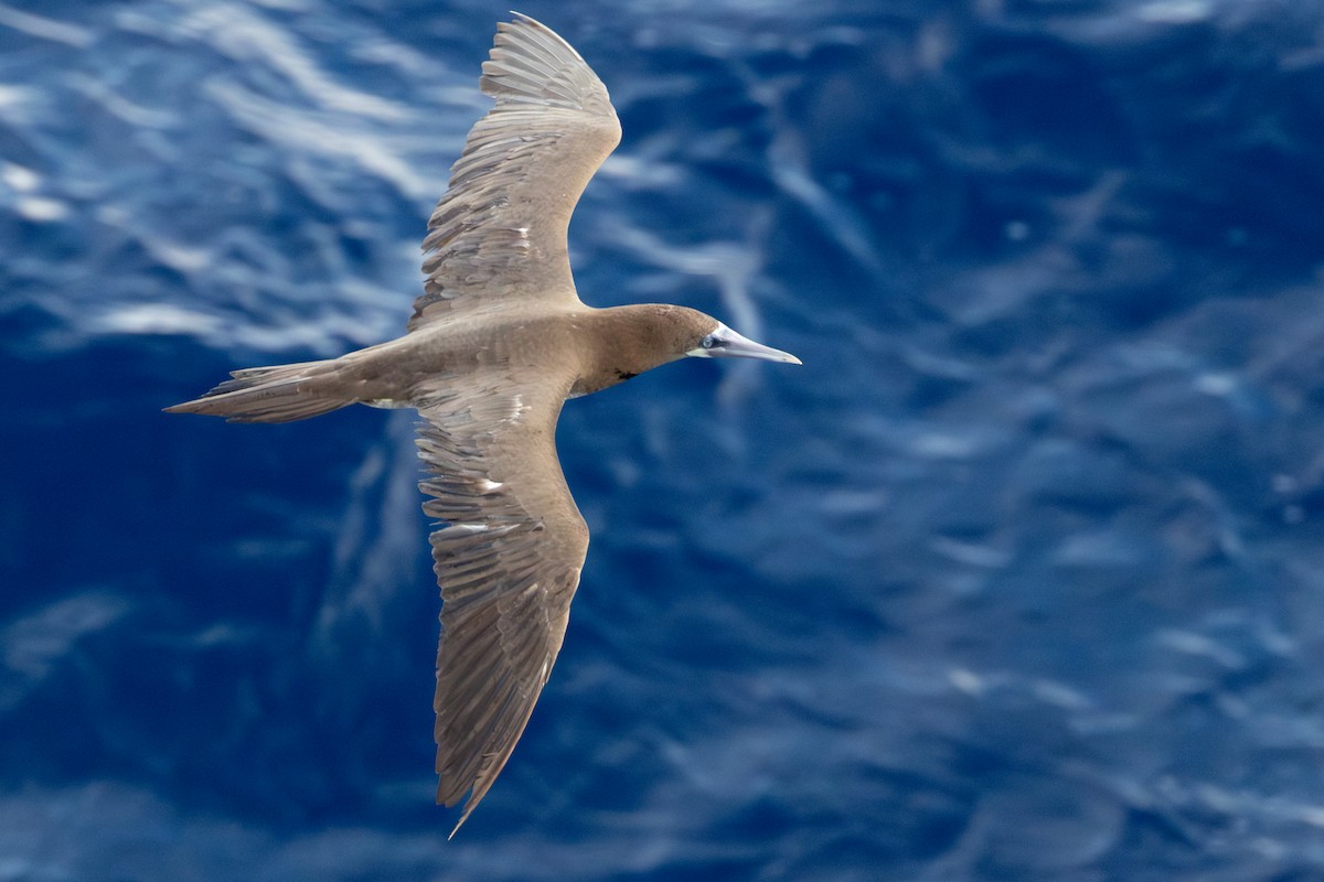 terej žlutonohý - ML646760946