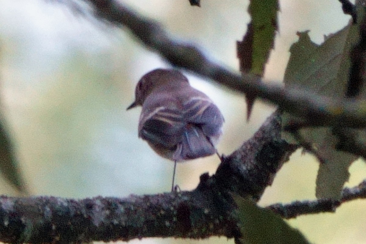 Blue-capped Redstart - ML646760947