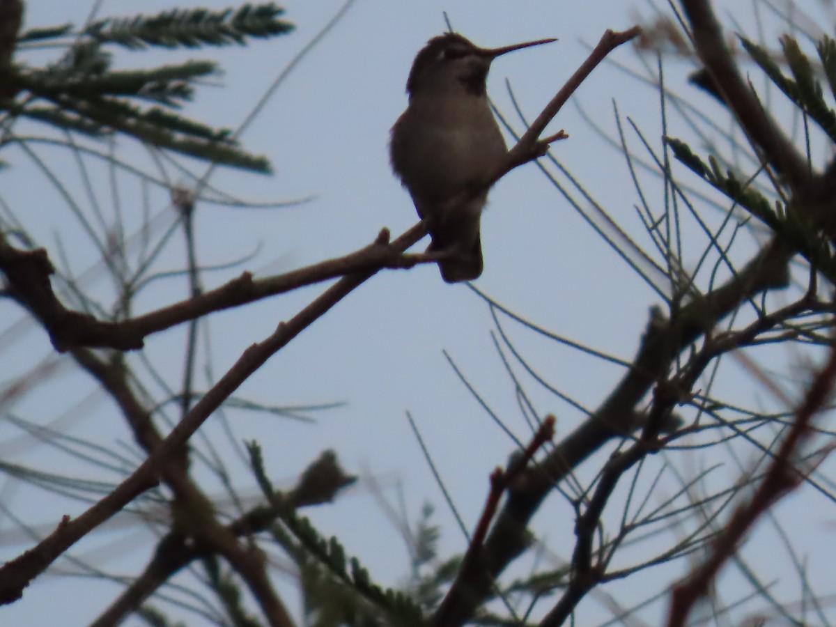 Anna's Hummingbird - ML646760951