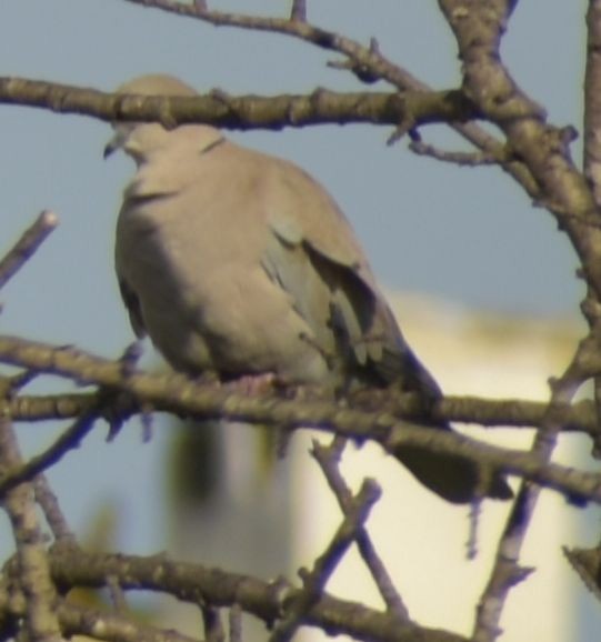 hrdlička zahradní - ML646760953