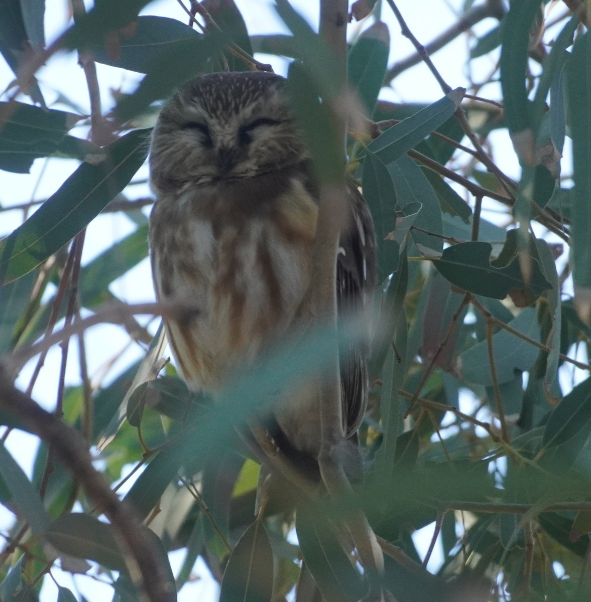 アメリカキンメフクロウ - ML646760954