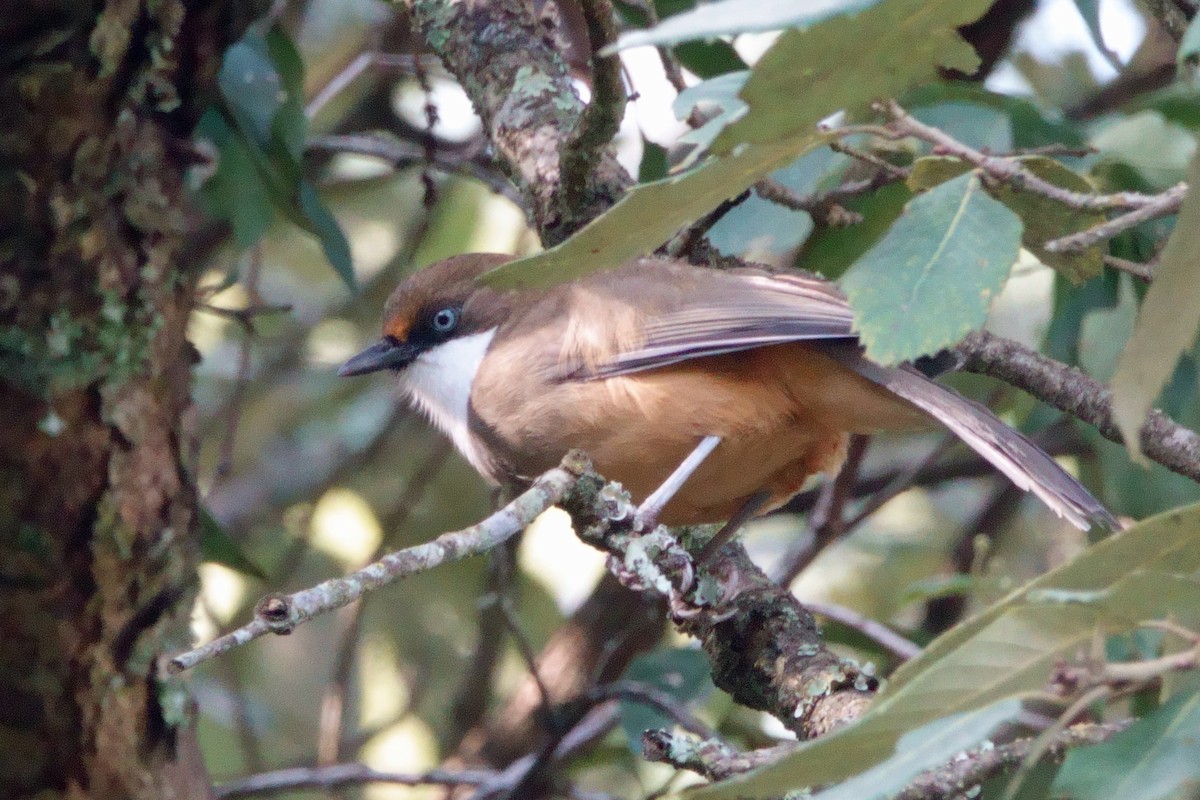 White-throated Laughingthrush - ML646760955