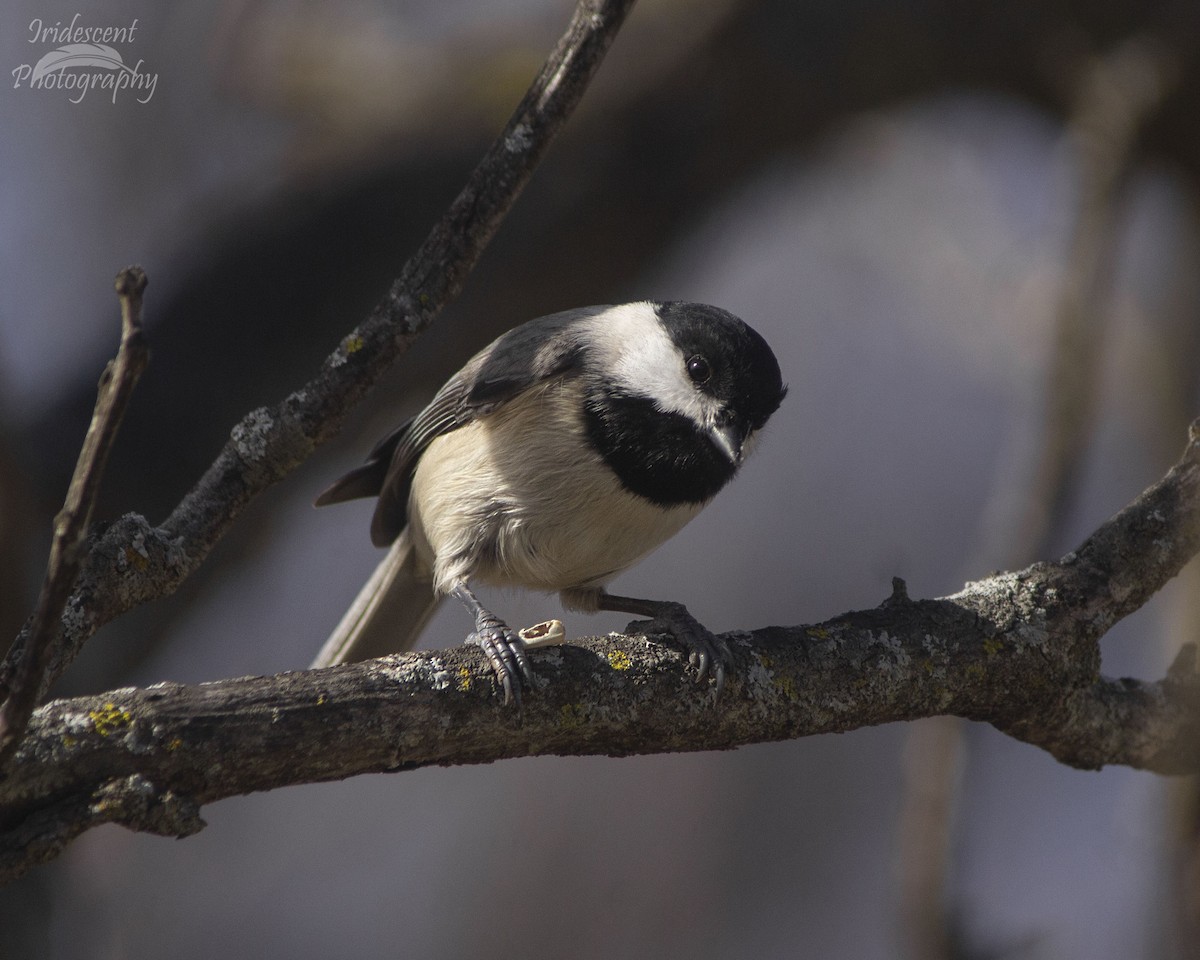 Carolina Chickadee - ML646760957