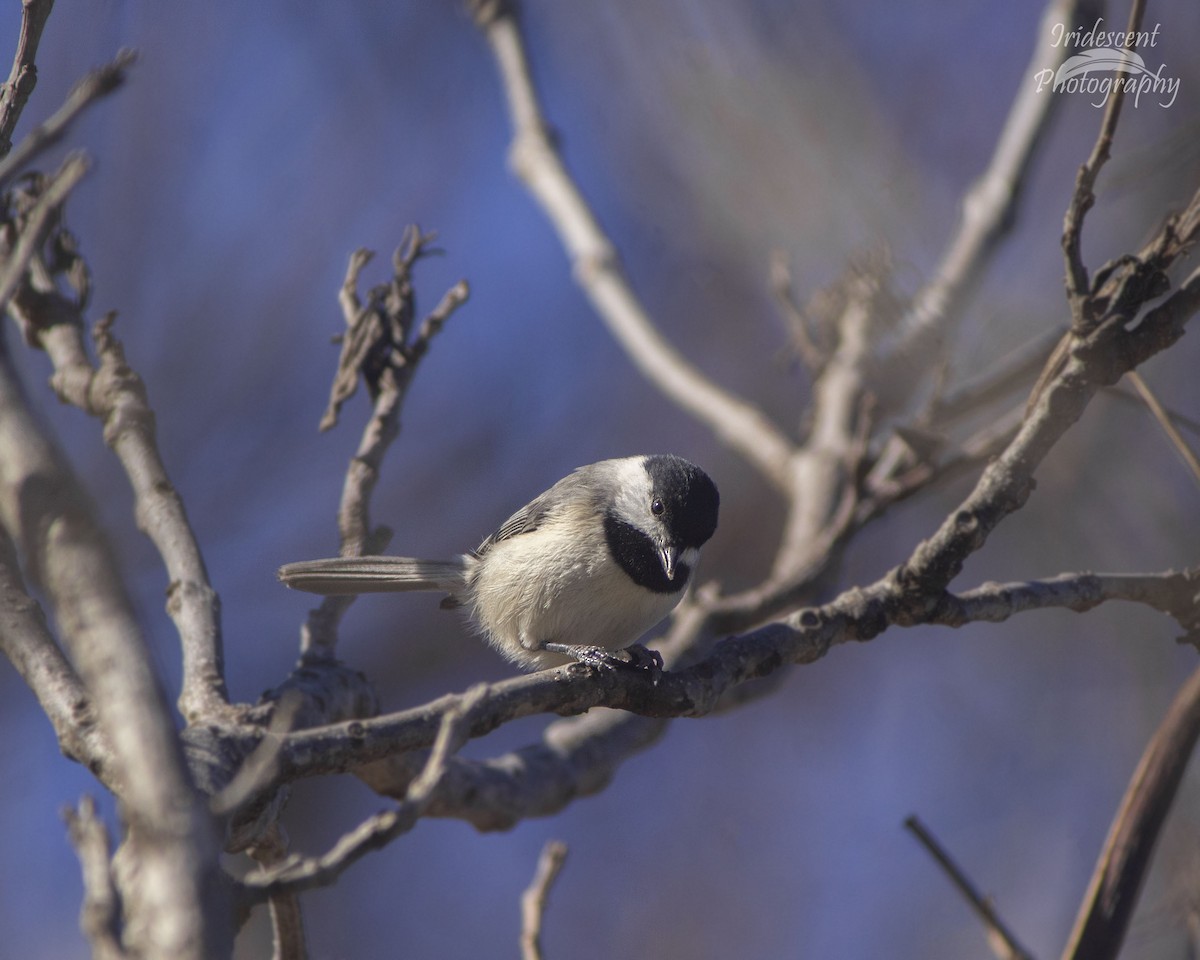 Carolina Chickadee - ML646760958