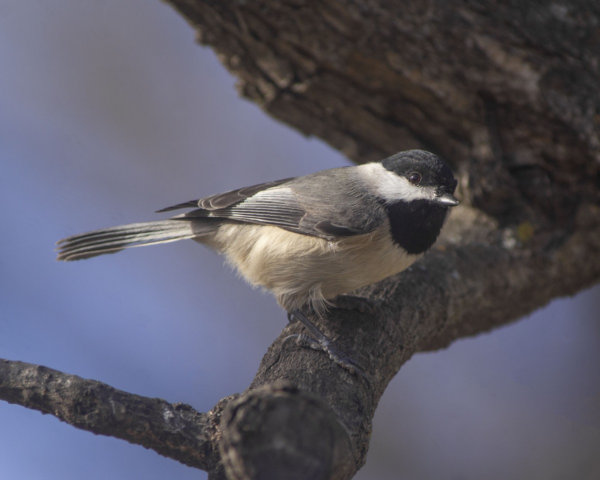 Carolina Chickadee - ML646760959