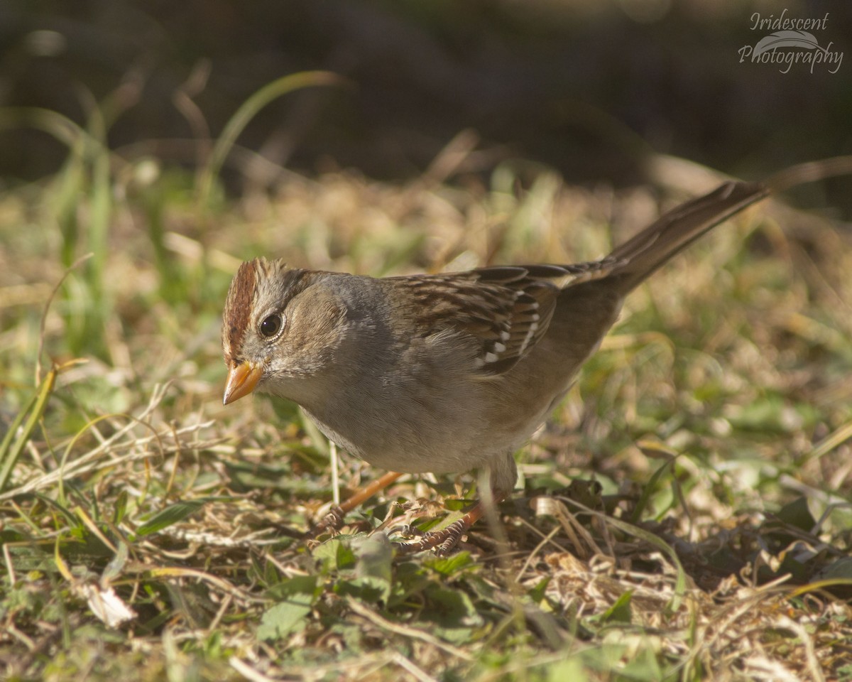 White-crowned Sparrow - ML646760962