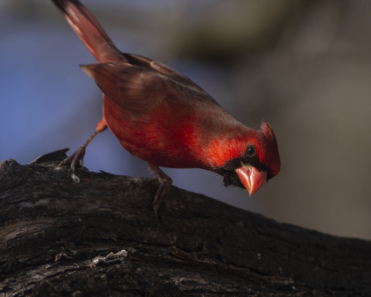Northern Cardinal - ML646760966