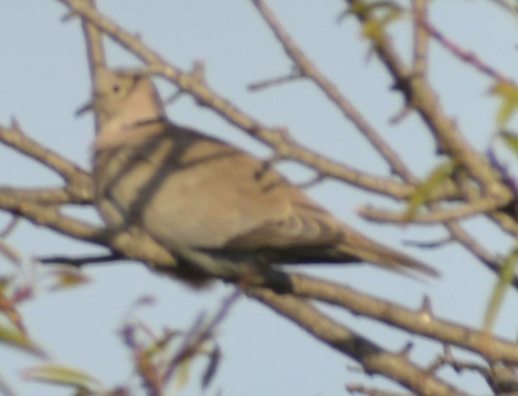 hrdlička zahradní - ML646760967