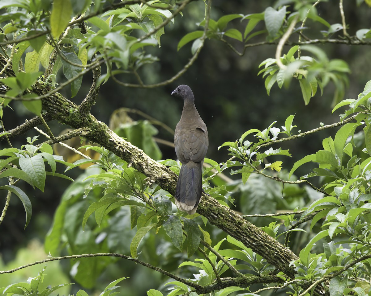 gråhodehokko - ML646760971