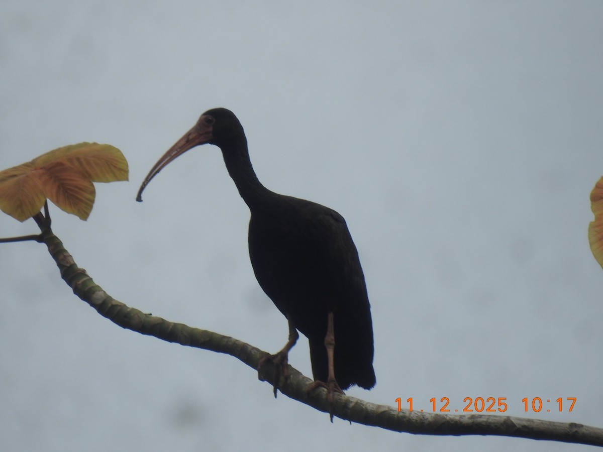 Bare-faced Ibis - ML646760973