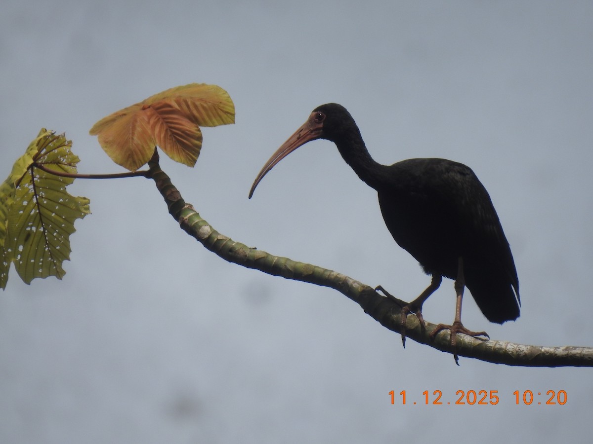 Bare-faced Ibis - ML646760974