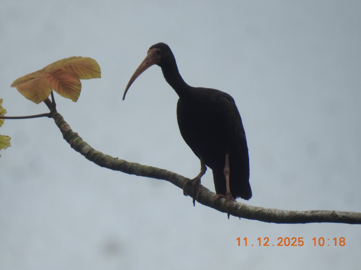 Bare-faced Ibis - ML646760975