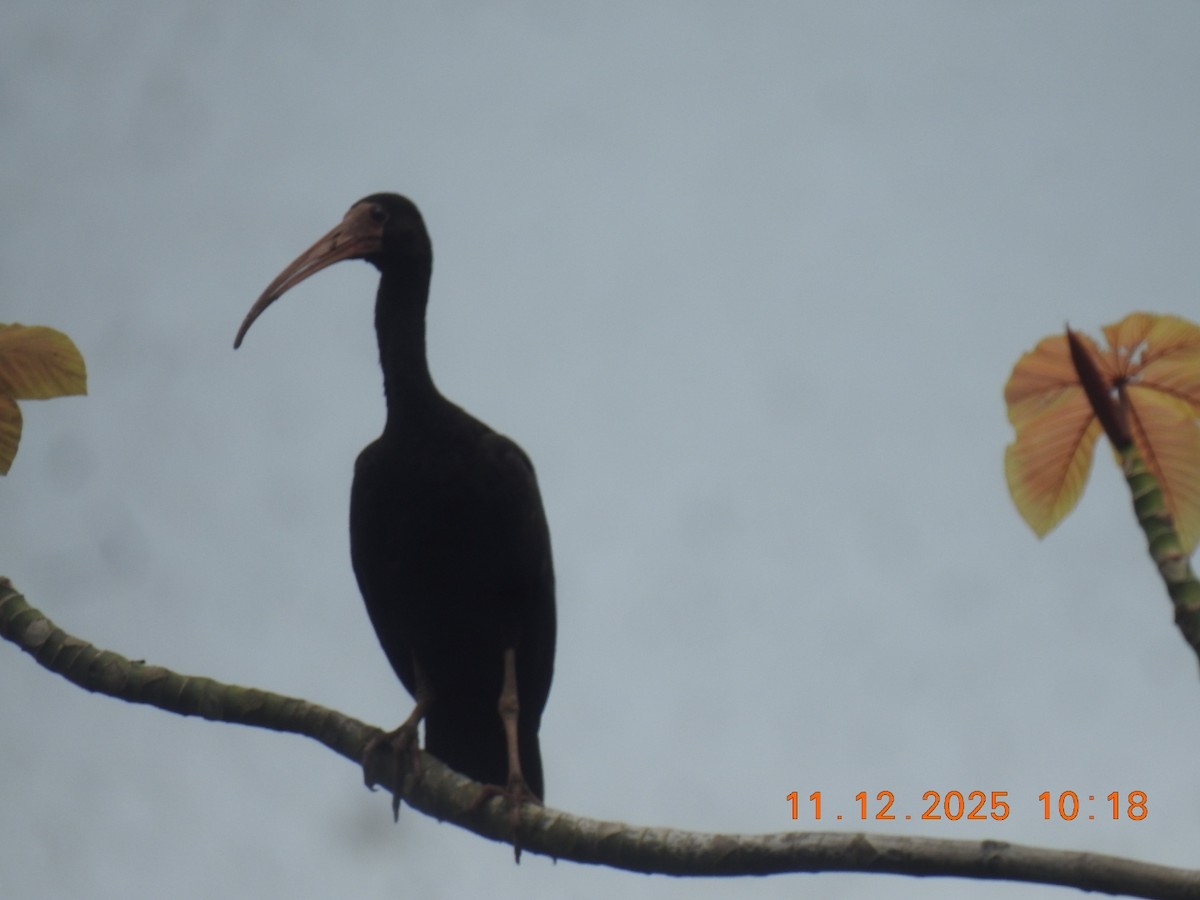 Bare-faced Ibis - ML646760976