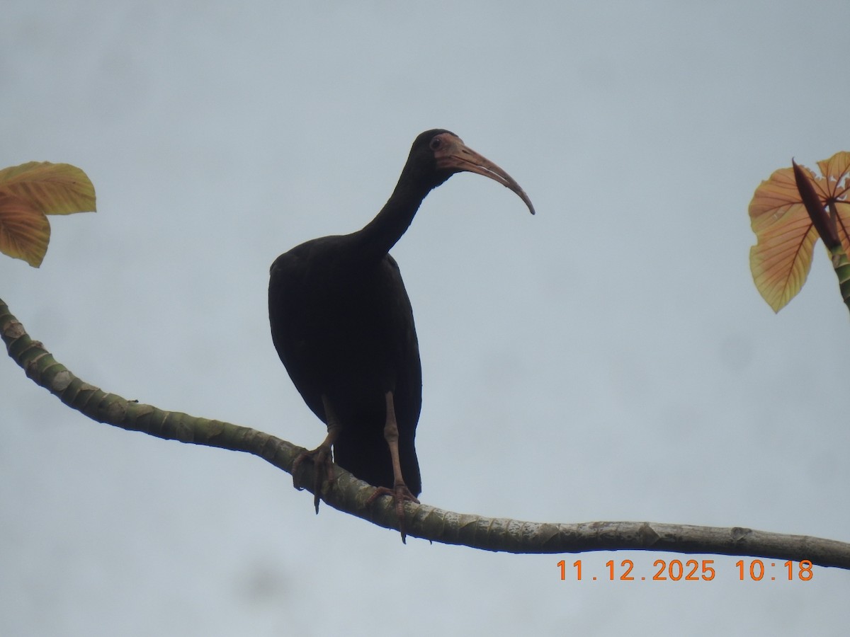 Bare-faced Ibis - ML646760978