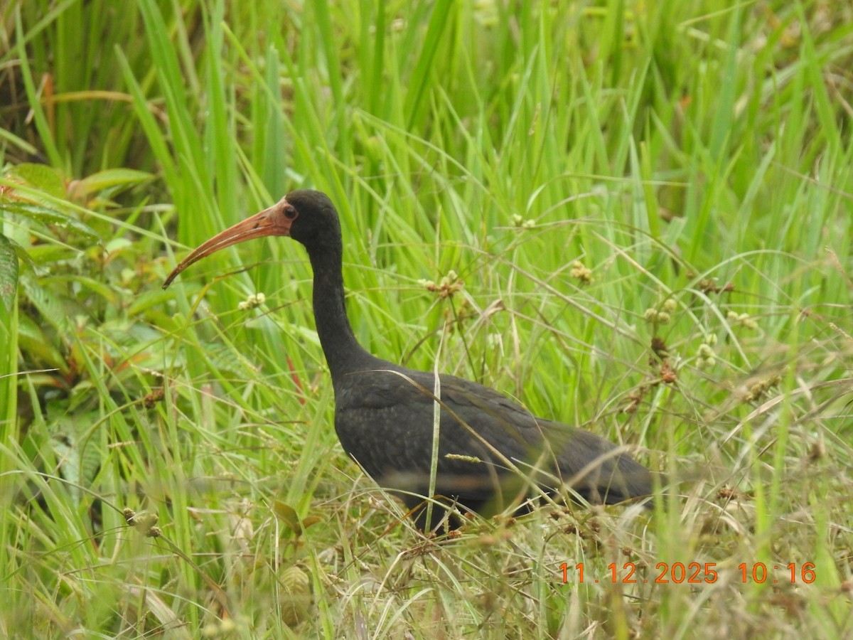 Bare-faced Ibis - ML646760979