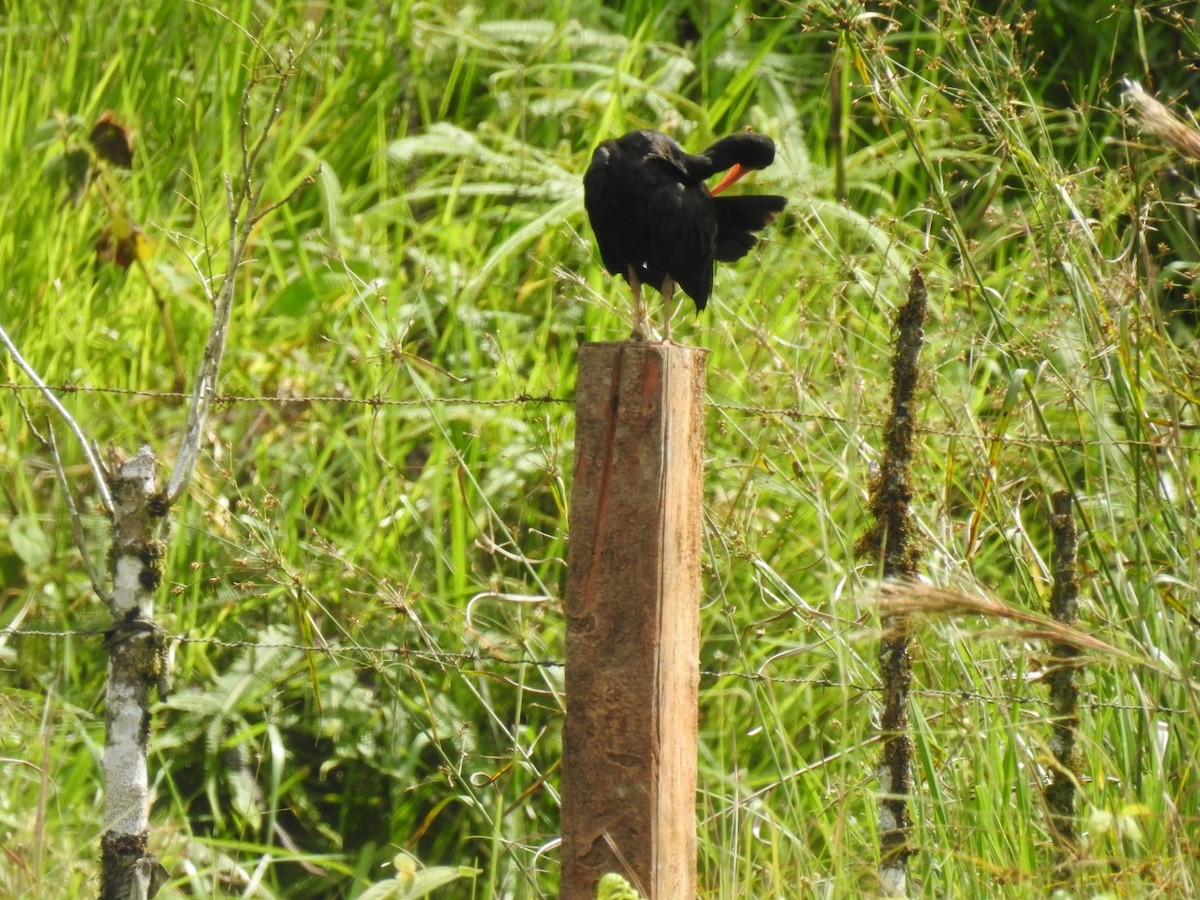 Bare-faced Ibis - ML646760980