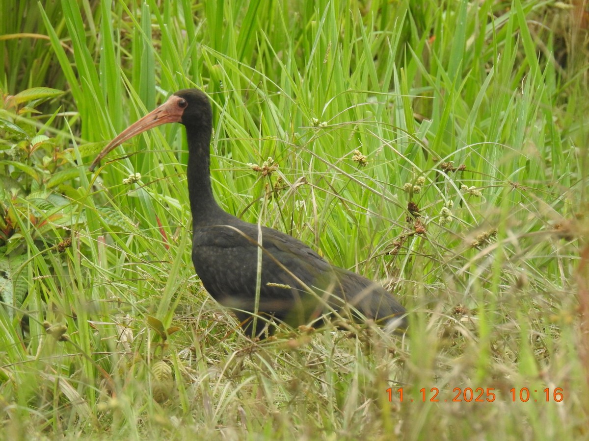 Bare-faced Ibis - ML646760981