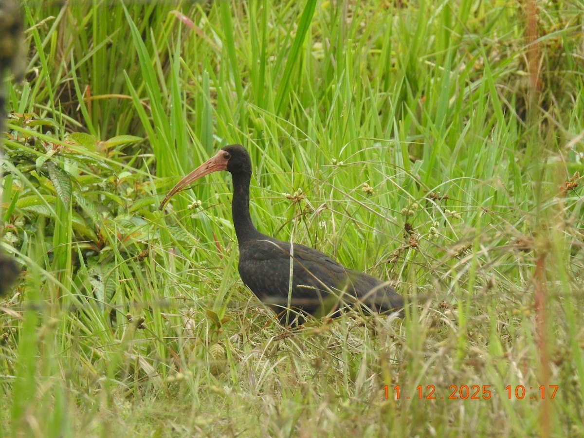 Bare-faced Ibis - ML646760982
