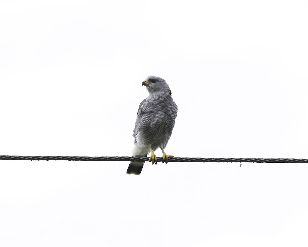 nordgråvåk - ML646760983