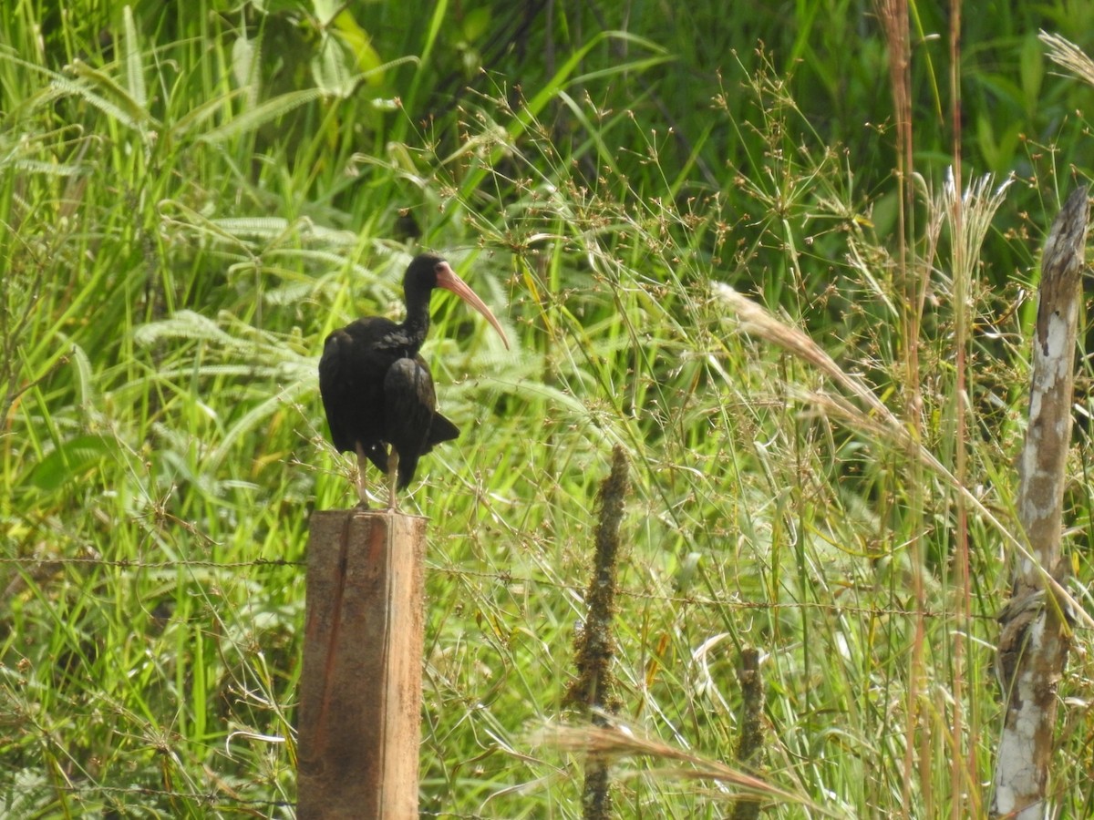 Bare-faced Ibis - ML646760984