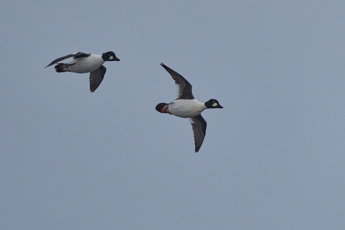 Garrot à oeil d'or - ML646760985