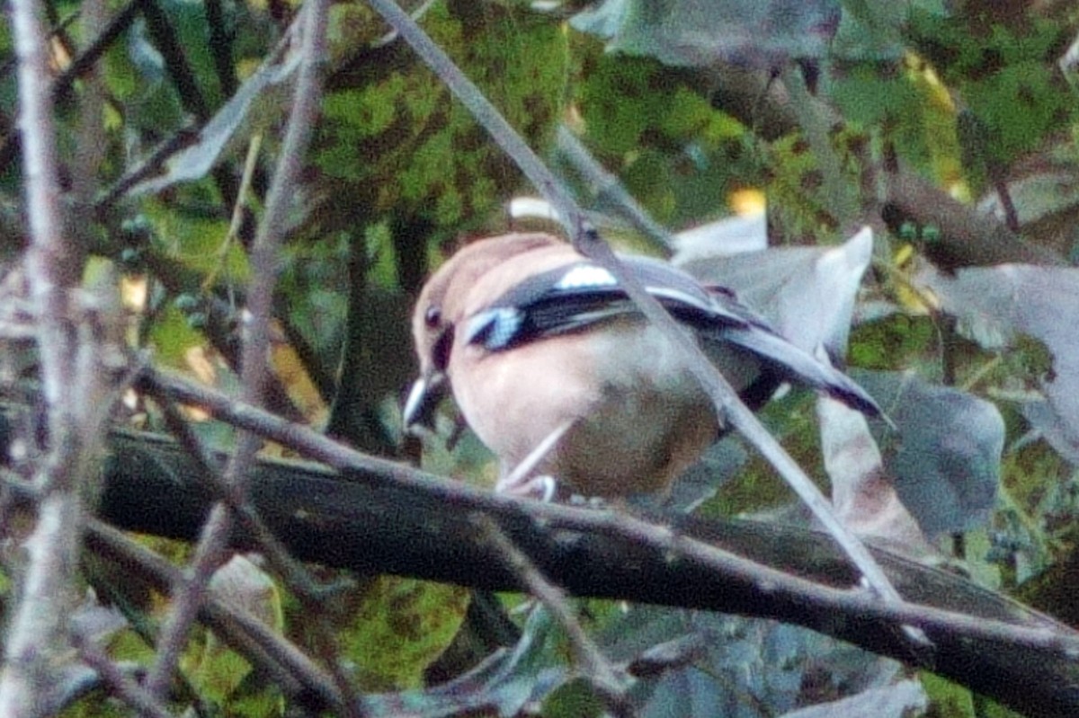 Eurasian Jay - ML646760988