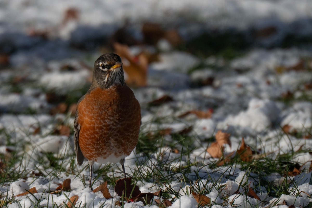 Wanderdrossel - ML646760993