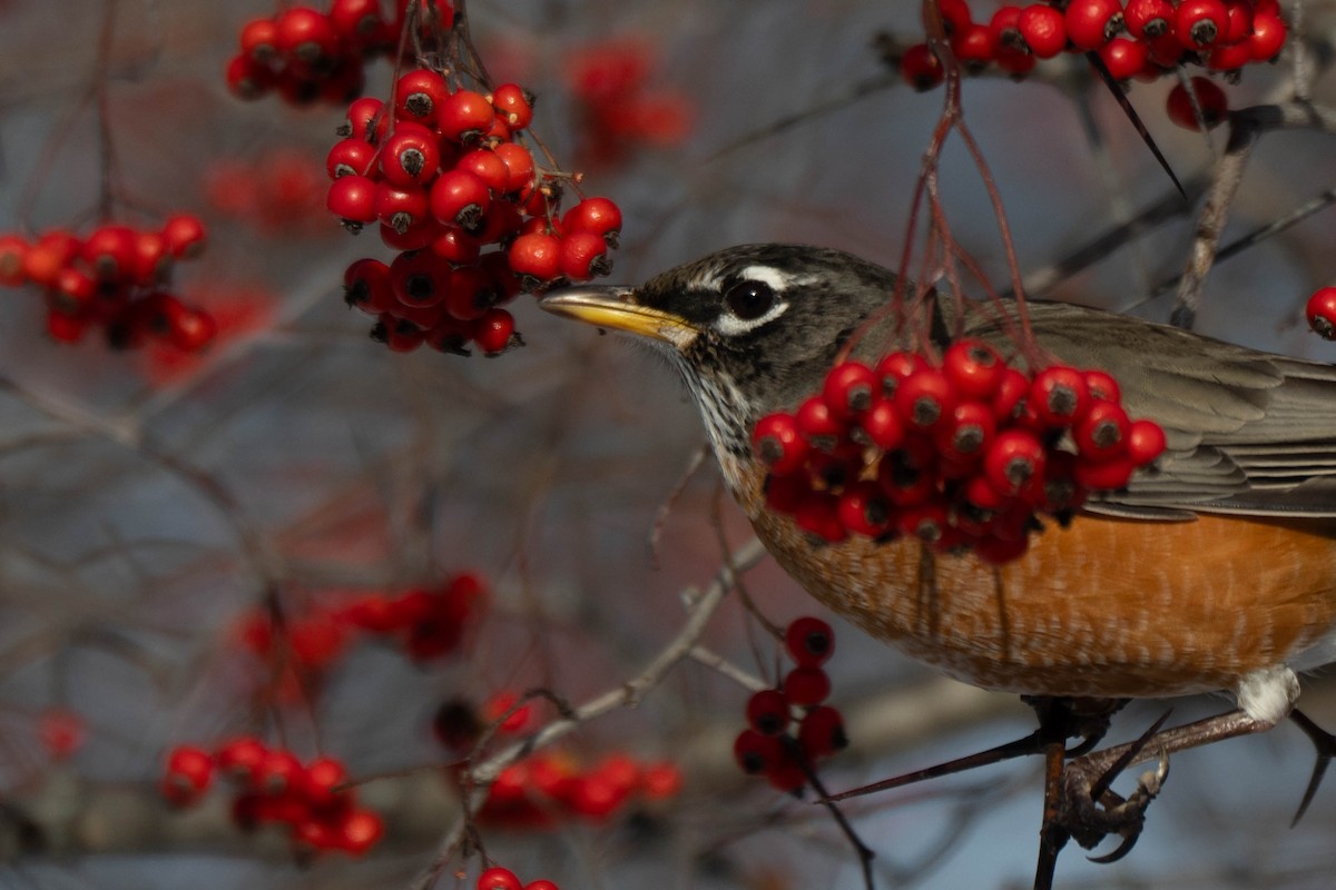 Wanderdrossel - ML646760994